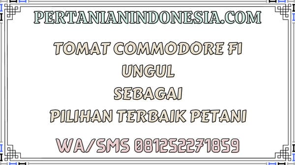 Tomat Commodore F1 Unggul Sebagai Pilihan Terbaik Petani